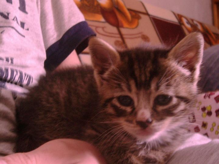 10-05050001.jpg - Pelusillo.
