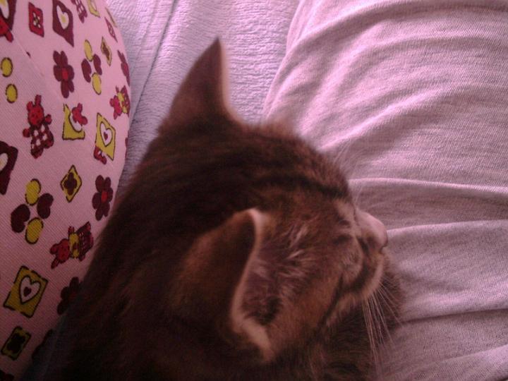 10-05050009.jpg - Pelusillo.