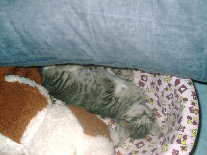 10-05080002.jpg - Pelusillo.