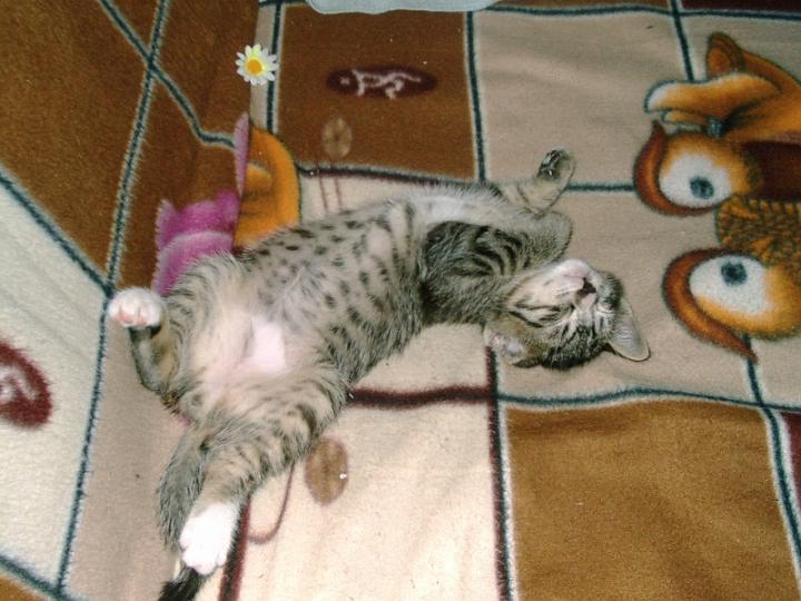 10-05240001.jpg - Pelusillo.