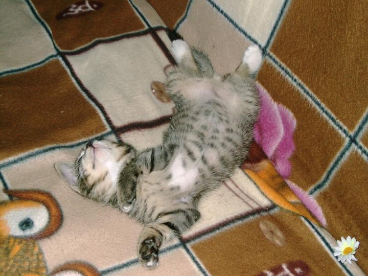 10-05240005.jpg - Pelusillo.