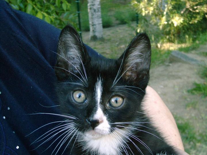 10-05250013.jpg - Taquito.