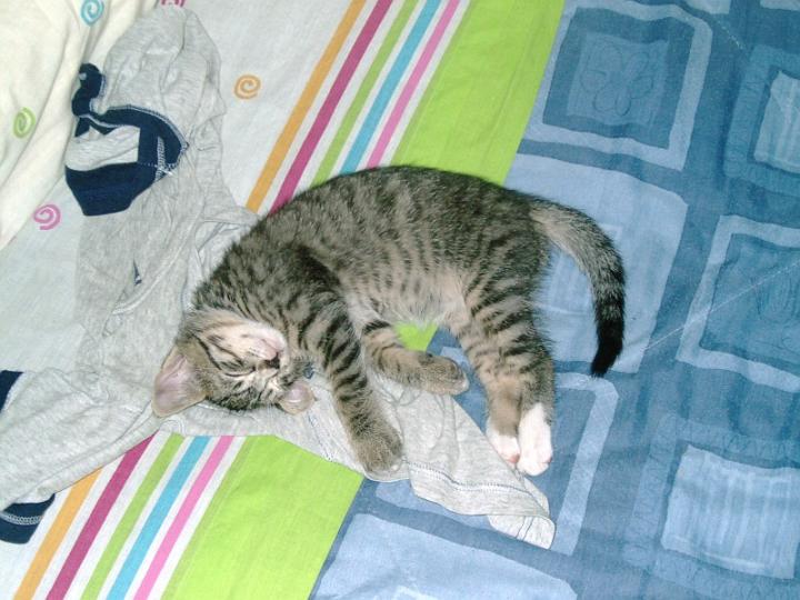 10-05260006.jpg - Pelusillo.