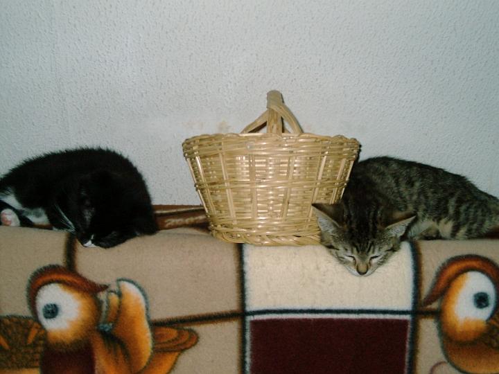 10-05260009.jpg - Taquito y Tigrilla.