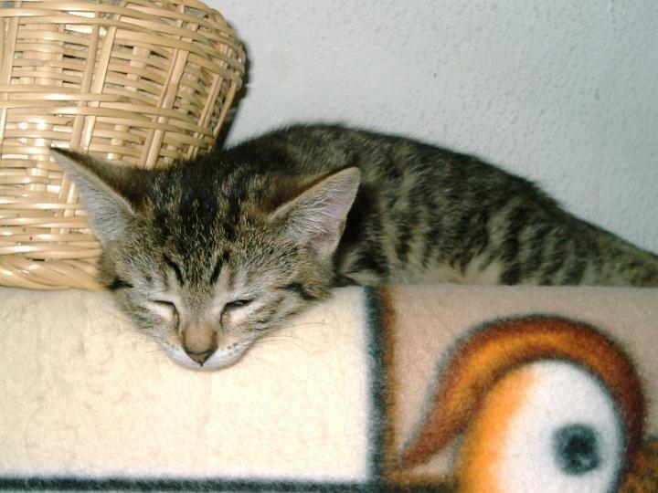10-05260010.jpg - Tigrilla.
