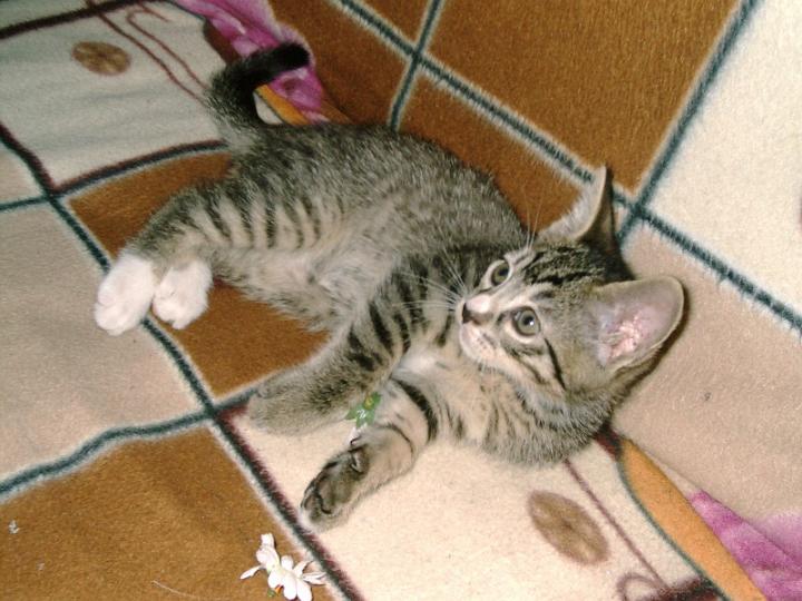 10-05260014.jpg - Pelusillo.