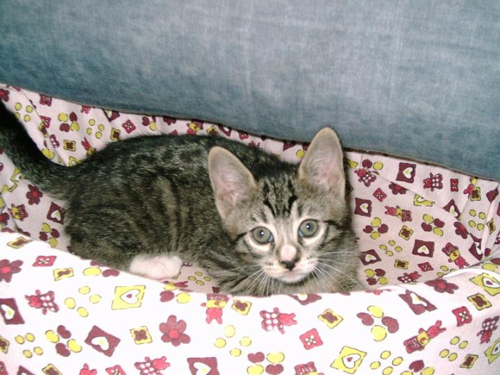 10-05260015.jpg - Pelusillo.