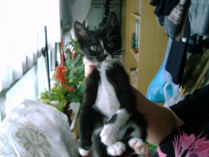 10-05270004.jpg - Taquito.