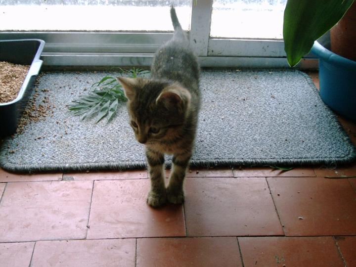 10-05270012.jpg - Tigrilla.