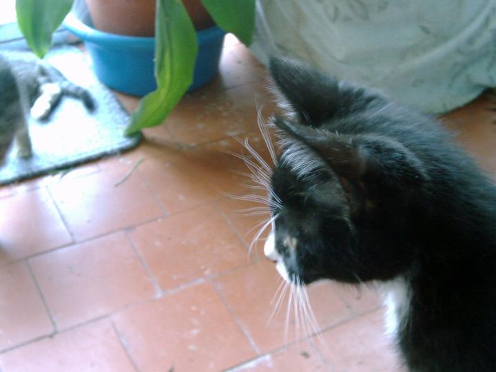 10-05270013.jpg - Taquito.