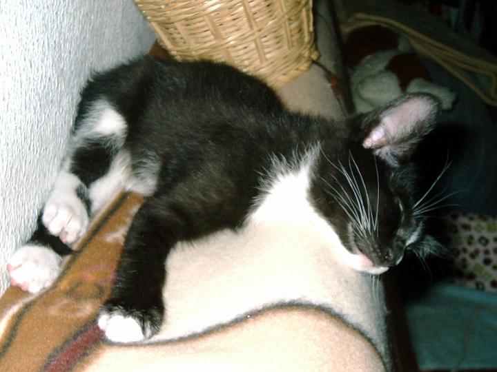 10-05270016.jpg - Taquito.