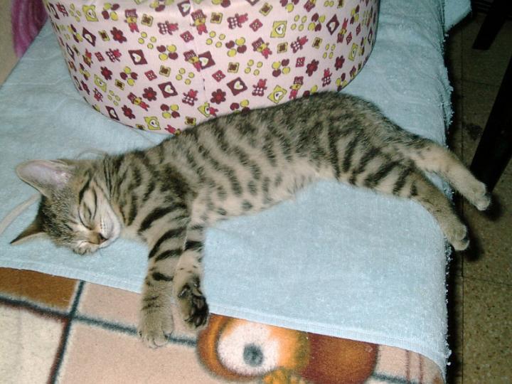 10-05270018.jpg - Tigrilla.