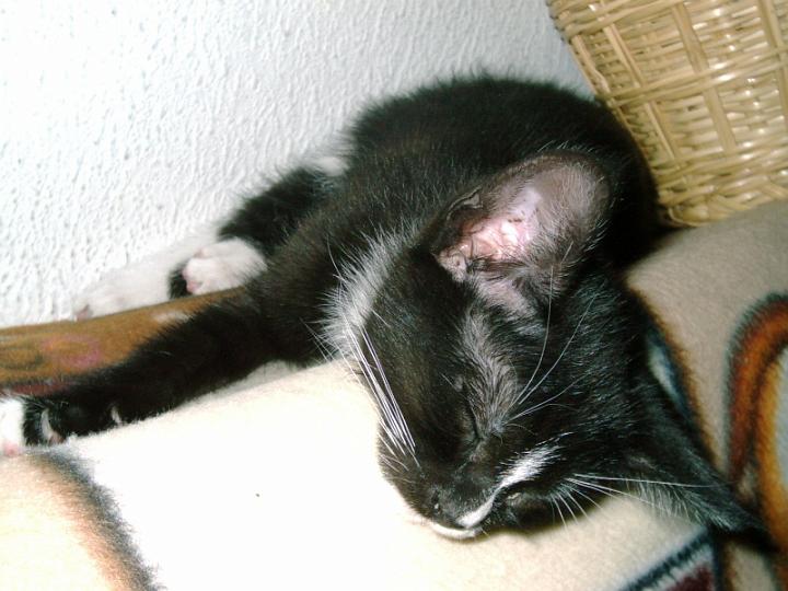 10-05270019.jpg - Taquito.