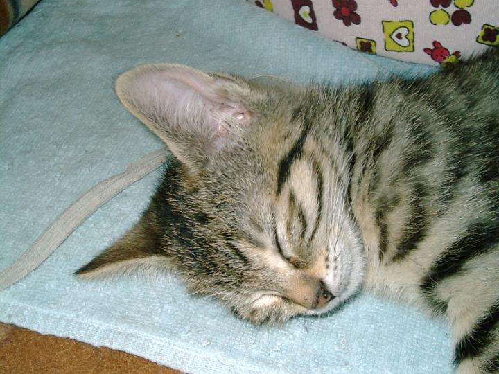 10-05270020.jpg - Tigrilla.