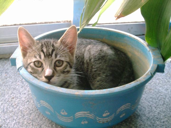 10-06150002.jpg - Pelusillo.