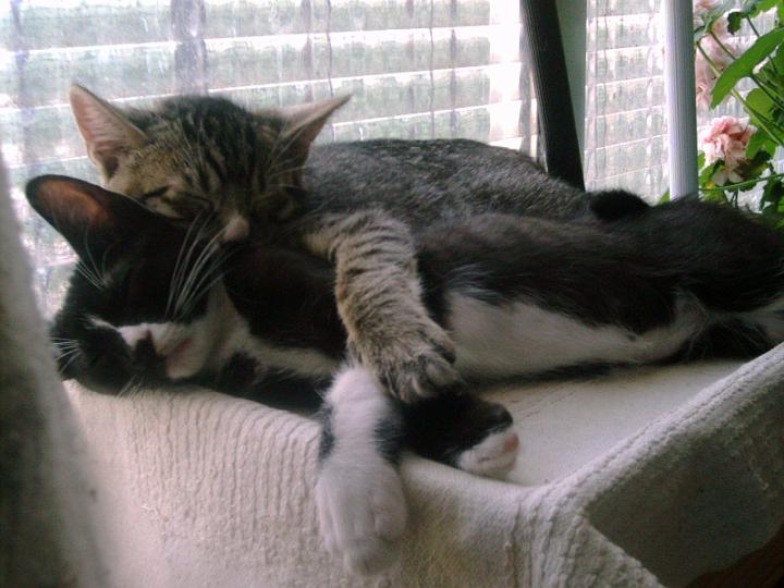 10-06170006.JPG - Taquito y Pelusillo.