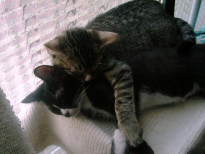 10-06170007.JPG - Taquito y Pelusillo.
