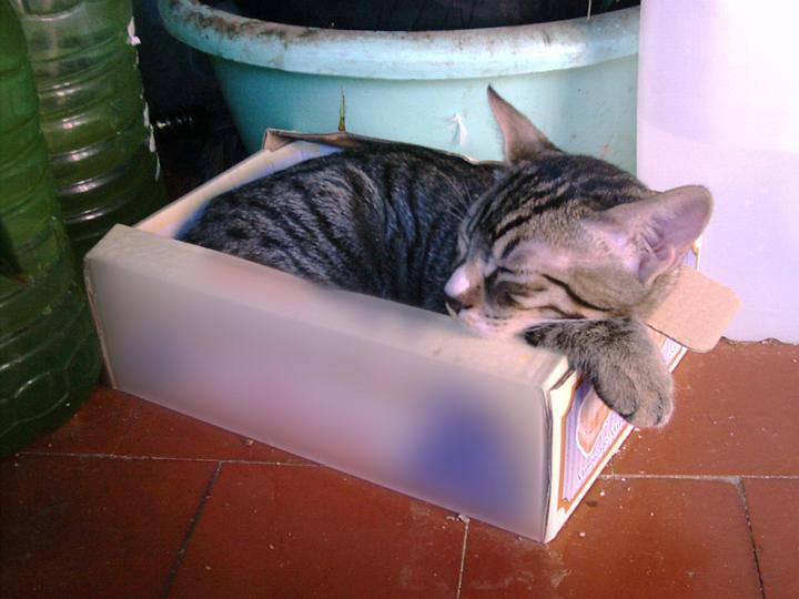 10-08150004.JPG - Pelusillo.