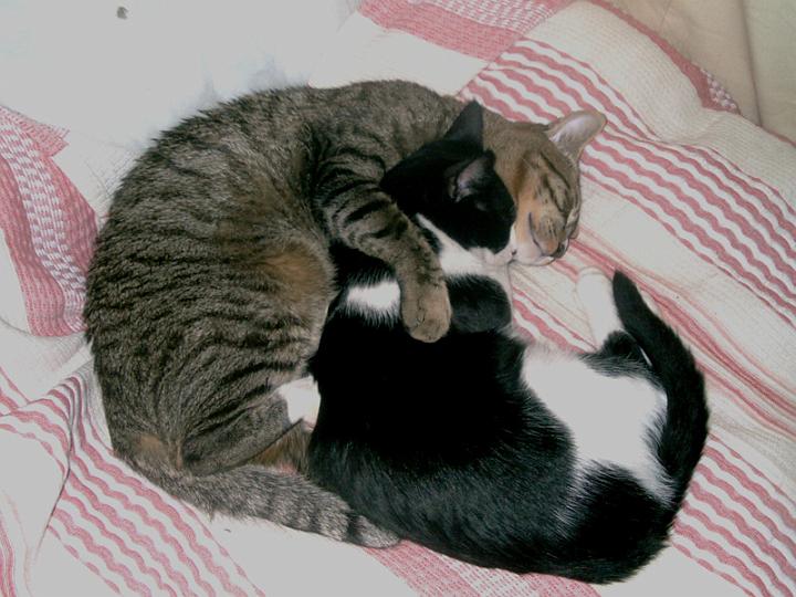 10-12250001.JPG - Pelusillo y Enano Cagón.