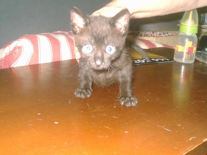 12-08200004.JPG - Enano negro.