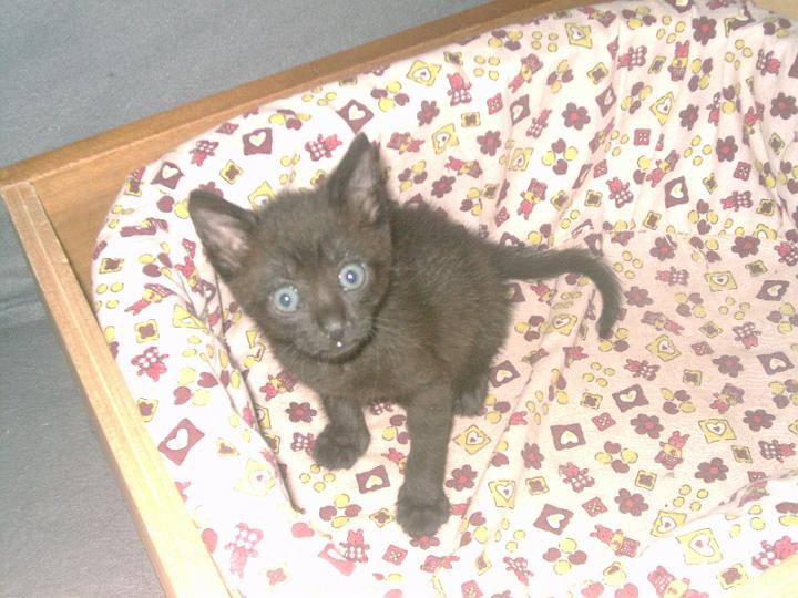 12-08200005.JPG - Enano negro.
