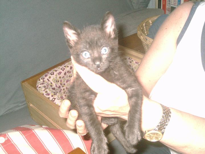 12-08200007.JPG - Enano negro.